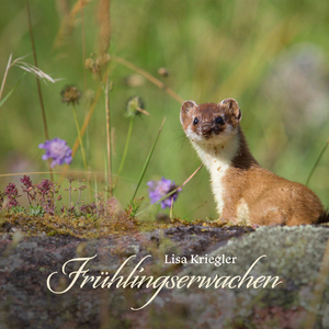 欧美亚洲顶级免费二级片

